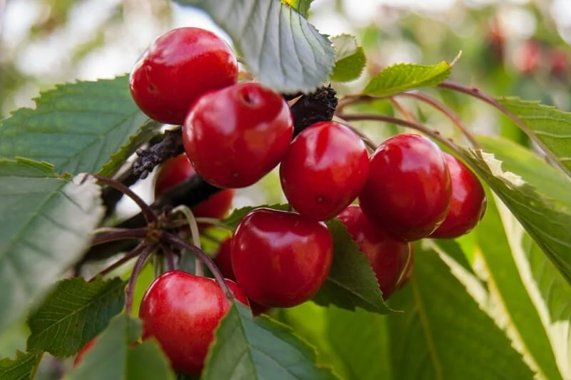 Electronic Cherry: The Innovative Solution to Reduce Losses in Cherry Exportation