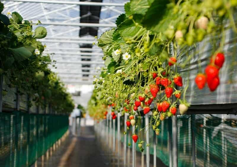 Wind-Powered Strawberries: Integrating Renewable Energy into Intensive Strawberry Farming